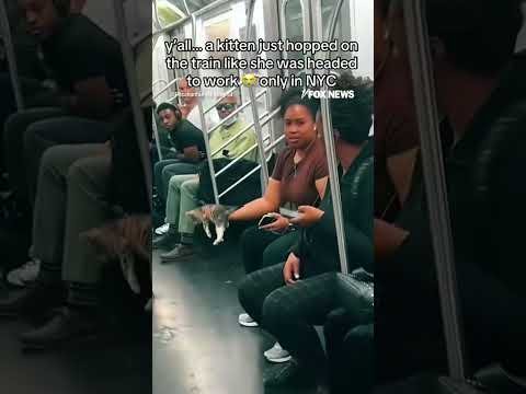 WATCH: Kitten casually boards NYC subway car #shorts #viral #cat #subway #nyc #newyork #cute