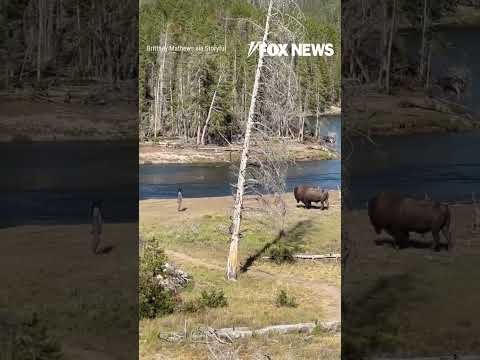 BISON BEEF: Man caught on video taunting bison at Yellowstone #shorts #foxnews #yellowstone #bison