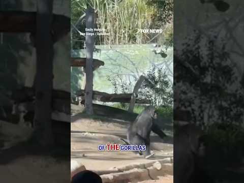 WATCH: Gorilla CRACKS GLASS at San Diego zoo #shorts #zoo #gorilla #foxnews #news #sandiego #animal 1 WATCH: Gorilla CRACKS GLASS at San Diego zoo #shorts #zoo #gorilla #foxnews #news #sandiego #animal