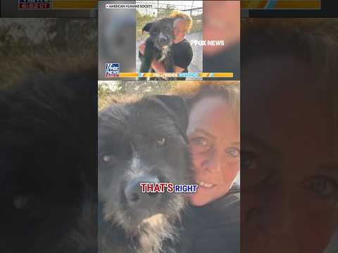 Therapy dog honored for comforting Covenant School students after shooting #foxnews #news #shorts