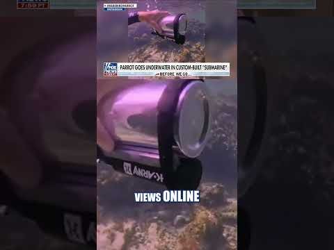SEE IT: Parrot goes under the sea in DIY submarine #foxnews #news #shorts #animals #diy