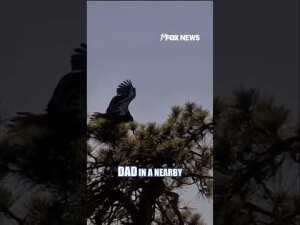 ‘FREEDOM FLIGHT’: Young bald eagle leaves the nest #shorts  #foxnews #news #us