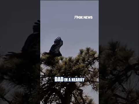 ‘FREEDOM FLIGHT’: Young bald eagle leaves the nest #shorts  #foxnews #news #us